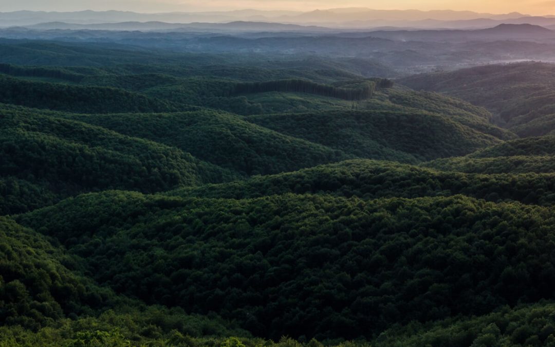The 15 Reasons Tourists Love Forest And Mountain